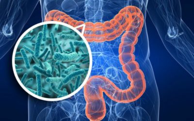 LA IMPORTANCIA DE LA MICROBIOTA INTESTINAL